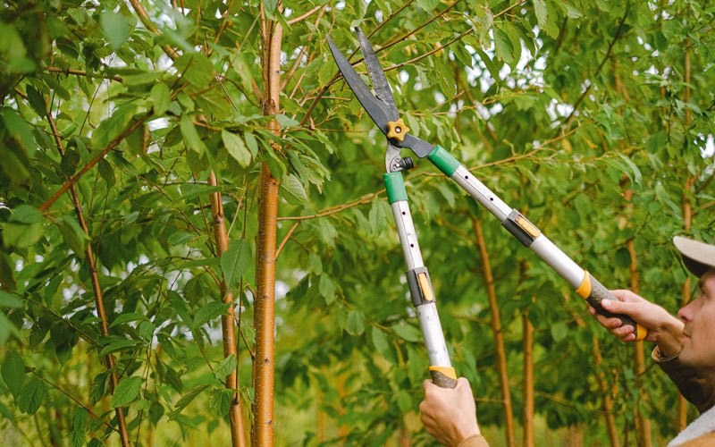 Tree trimming in Taylorsville, KY